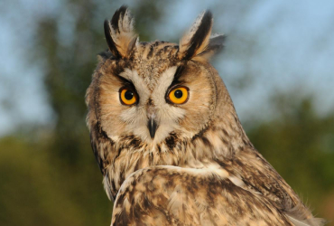 Ptačí zprávy - Rohoznice- Kalous ušatý