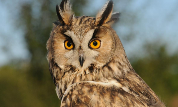 Ptačí zprávy - Rohoznice- Kalous ušatý